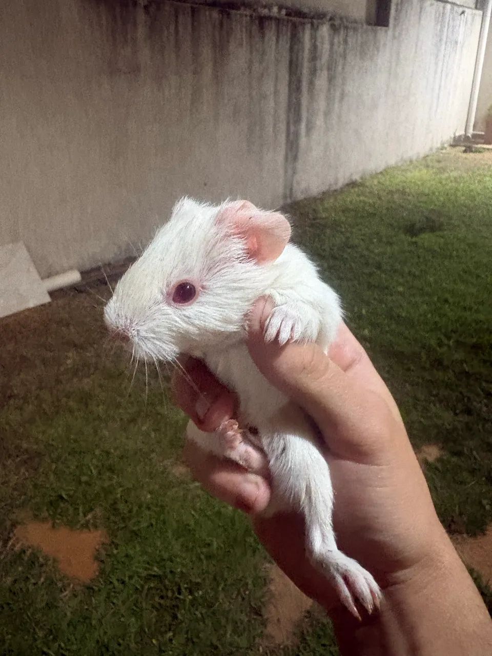 Vendo porquinhos da índia  - Foto 3