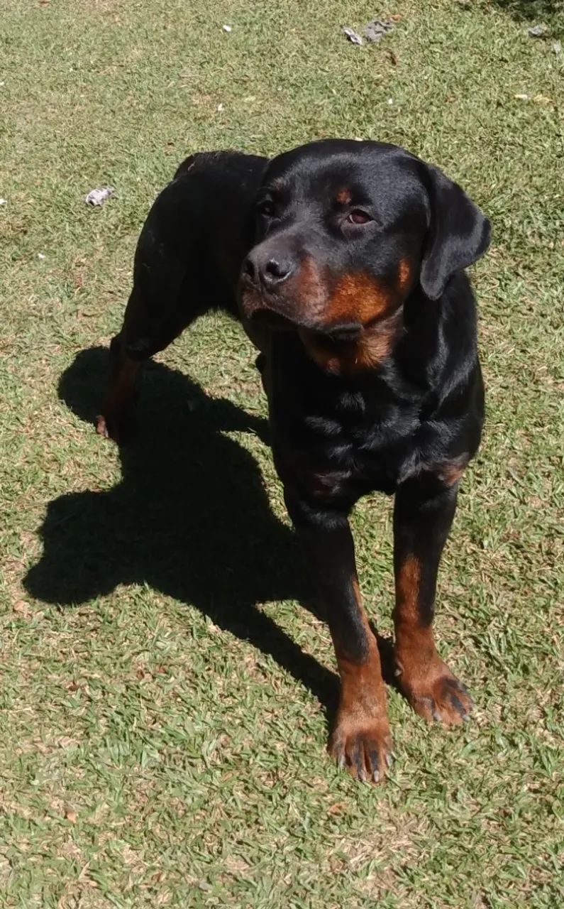 Rottweiler - Foto 3