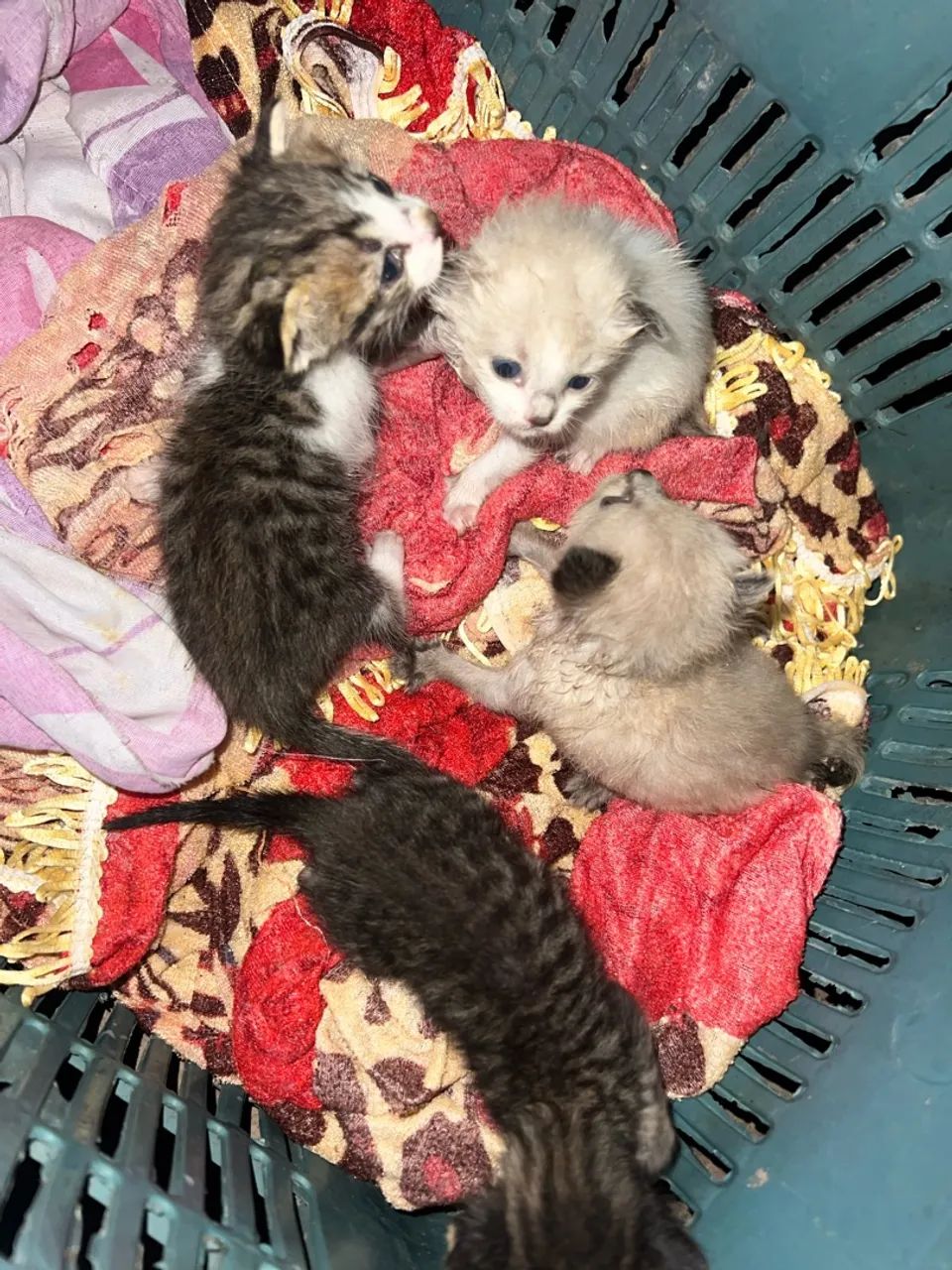 Adocao de gatos - Foto 2