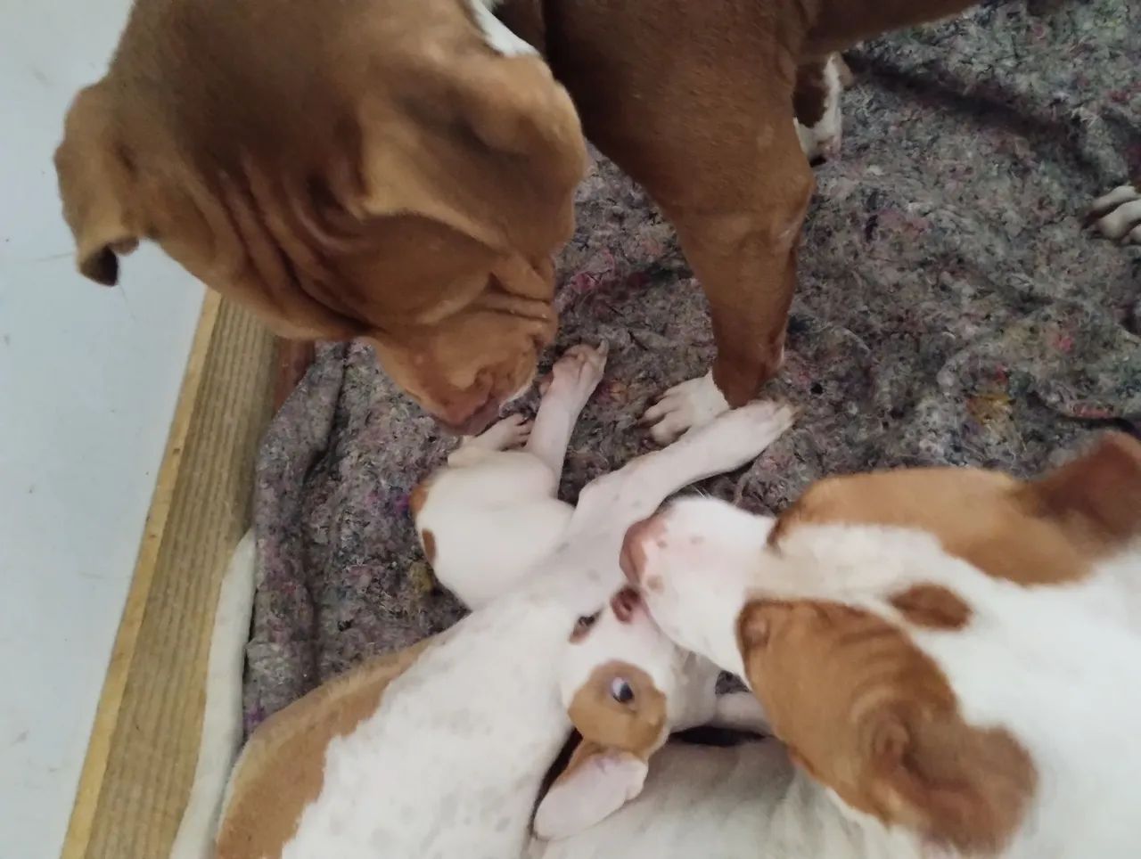 filhotes pit bull - Foto 3
