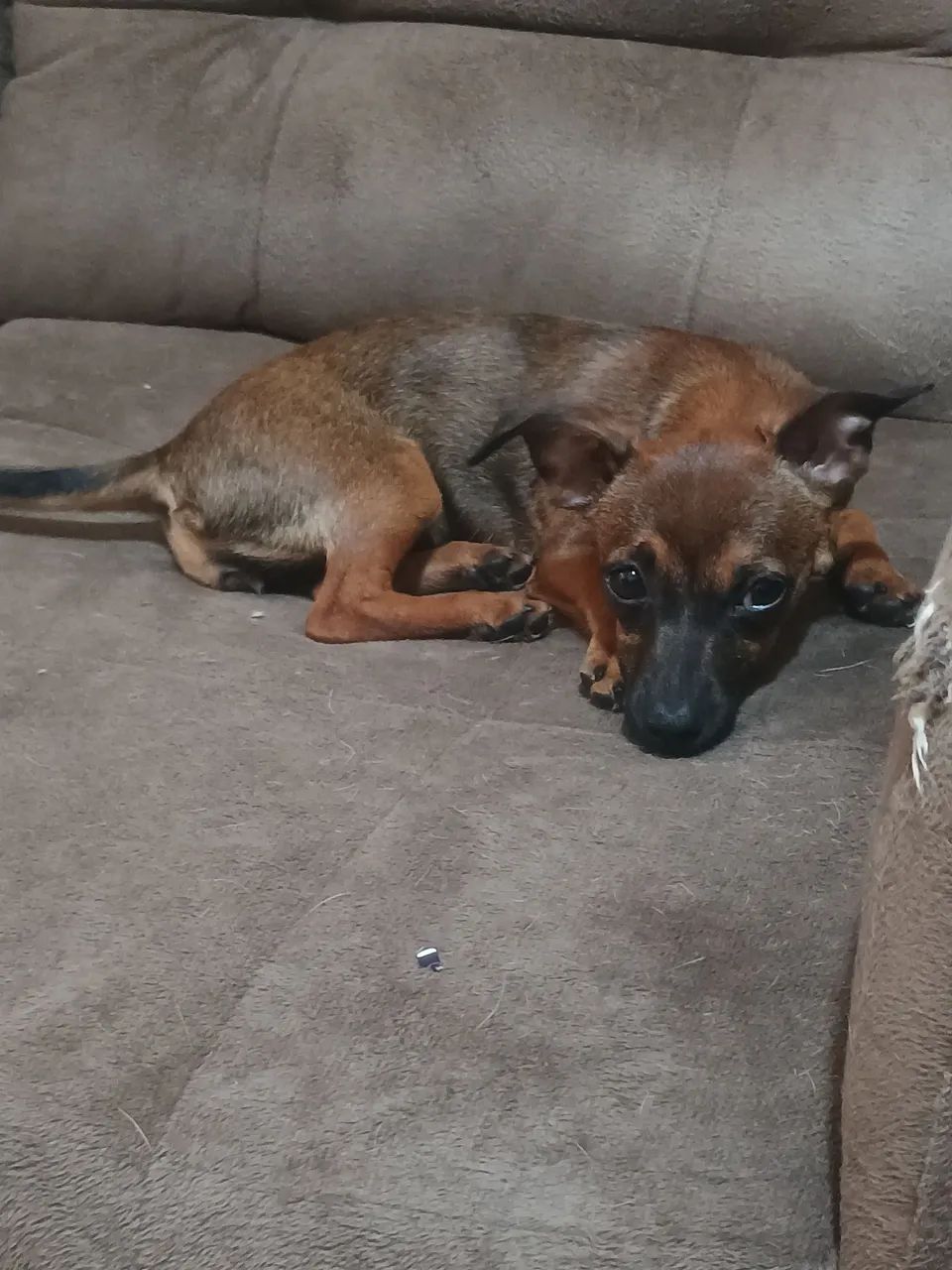 Doação de cachorro - Foto 3