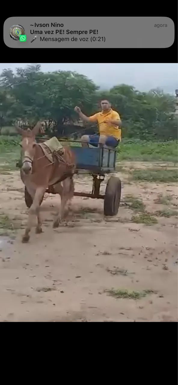 BURRA MULA DE CARROÇA  - Foto 3