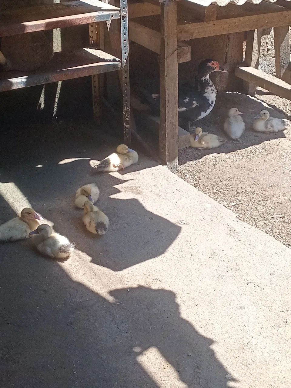 Patos