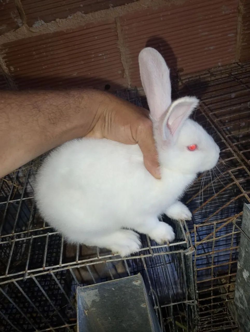 Coelhos  - Foto 4