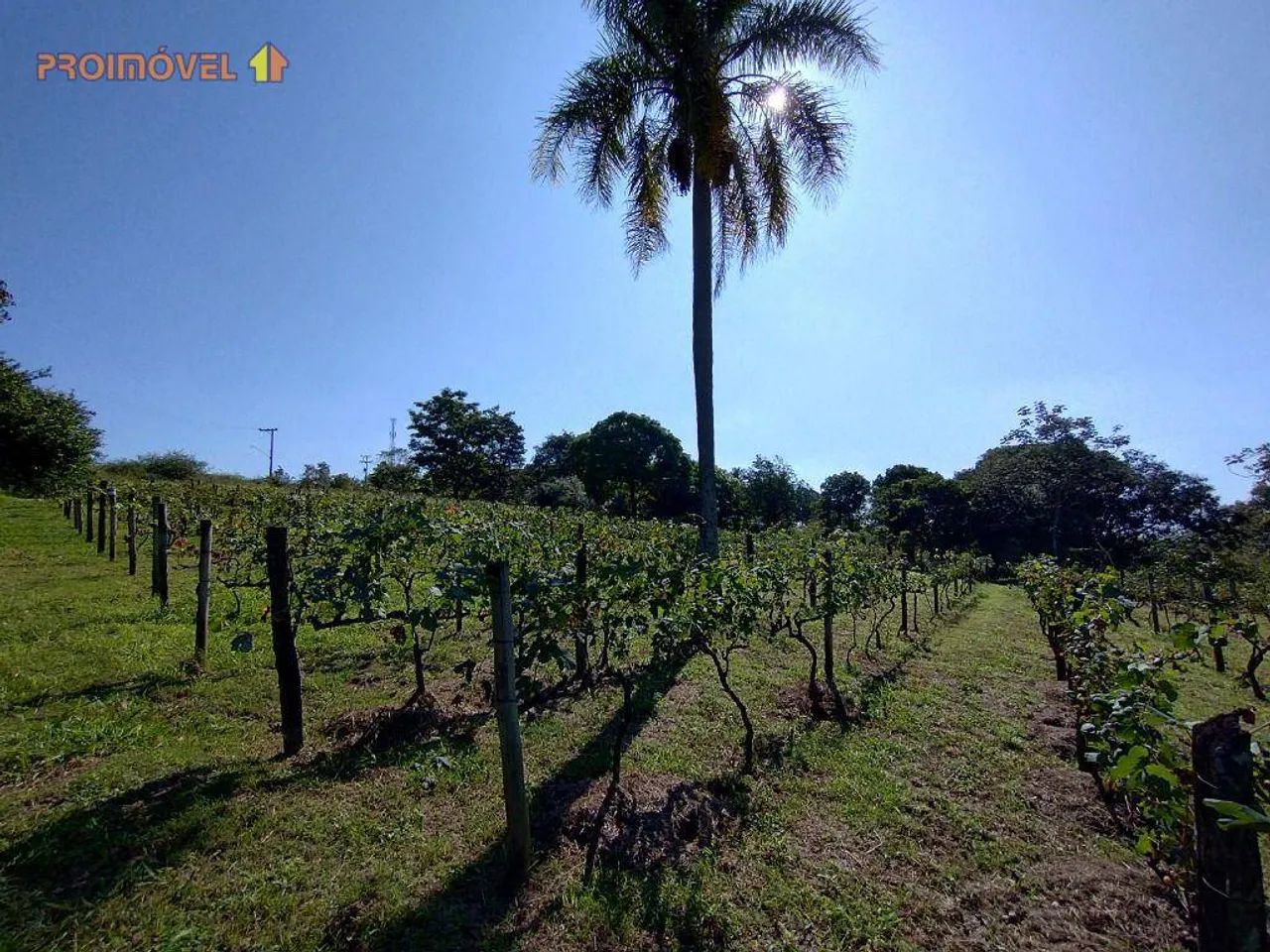 Sítio, Região Rural de Salto SP - Foto 5