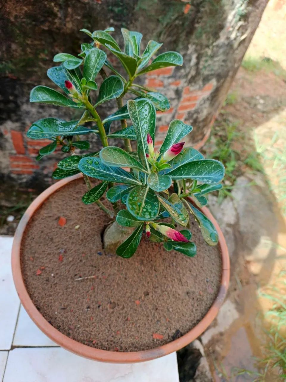 Rosa do Deserto  - Foto 2