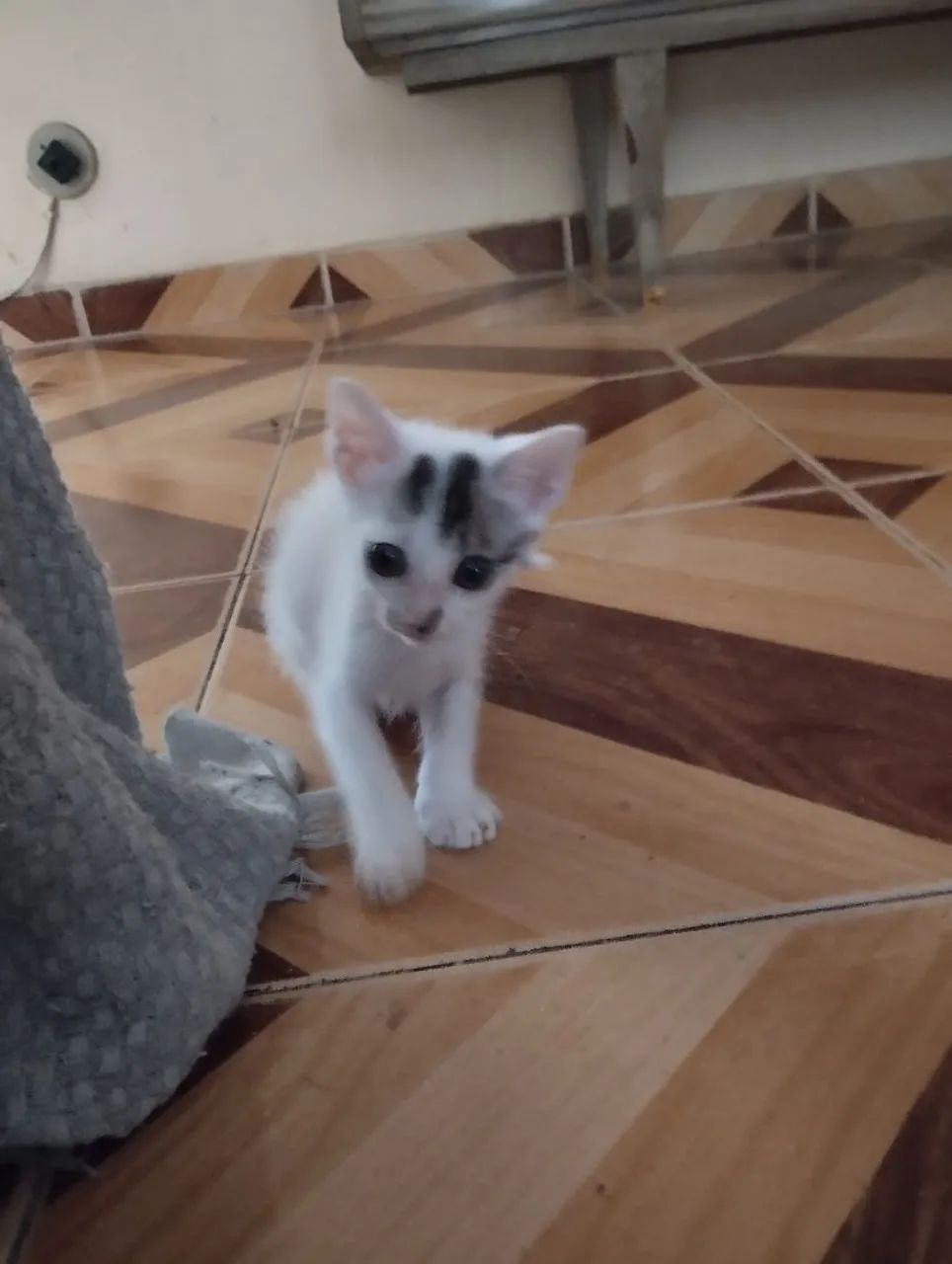 Doa-se Gatinho Branco  - Foto 4