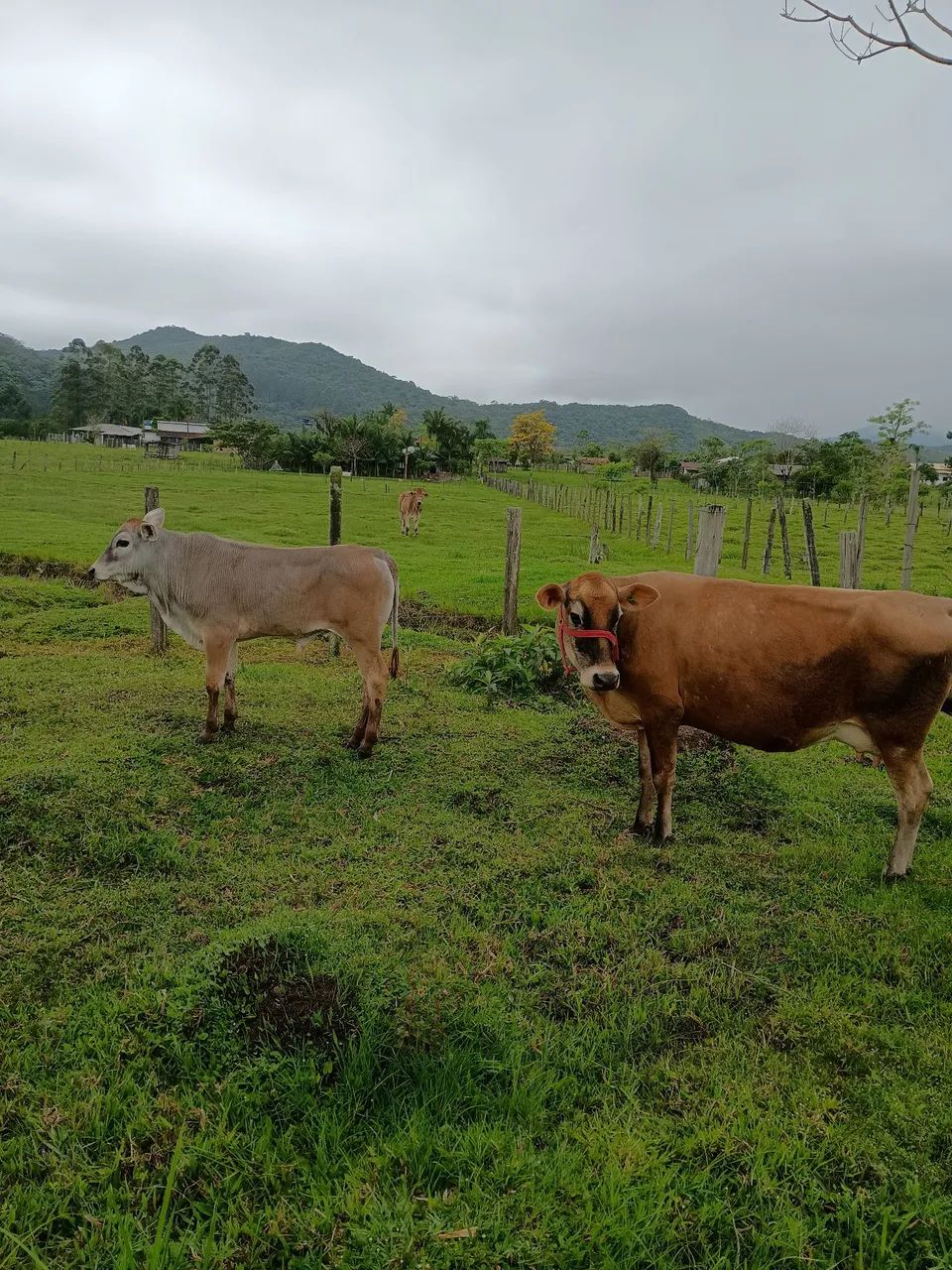 Vendo vaca e novilho - Foto 3