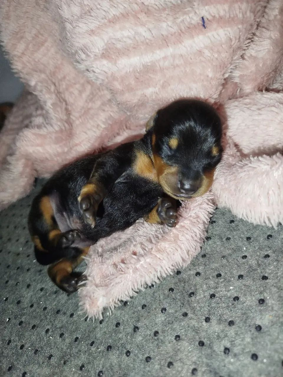 Dashund anão( salsicha )- reserva