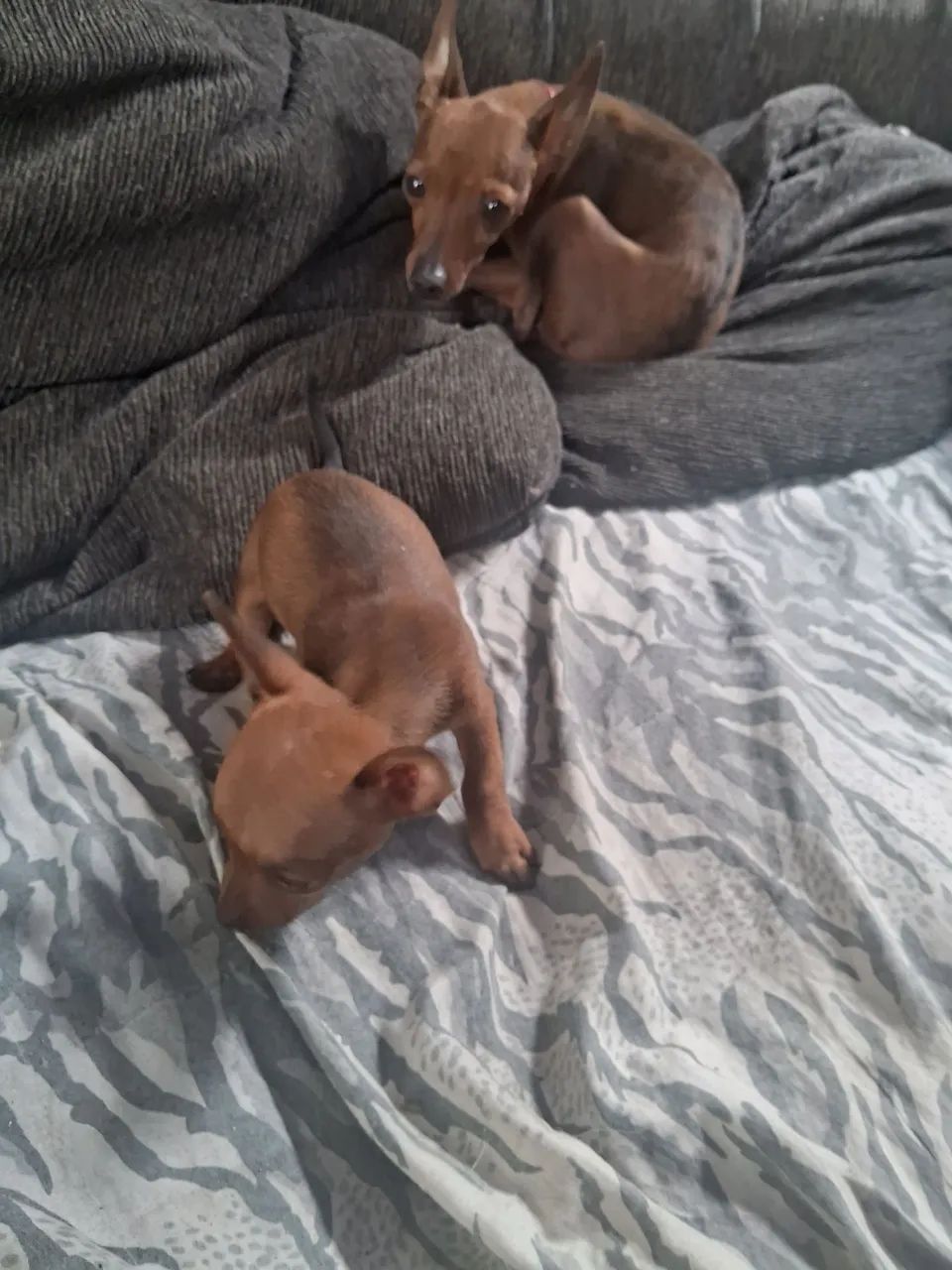 Pinscher macho  - Foto 3