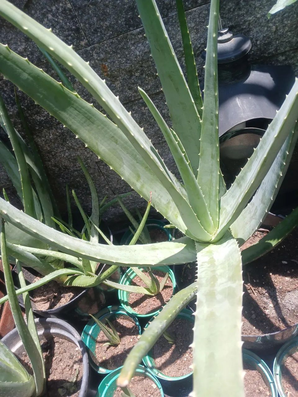 Babosa aloe Vera  - Foto 2