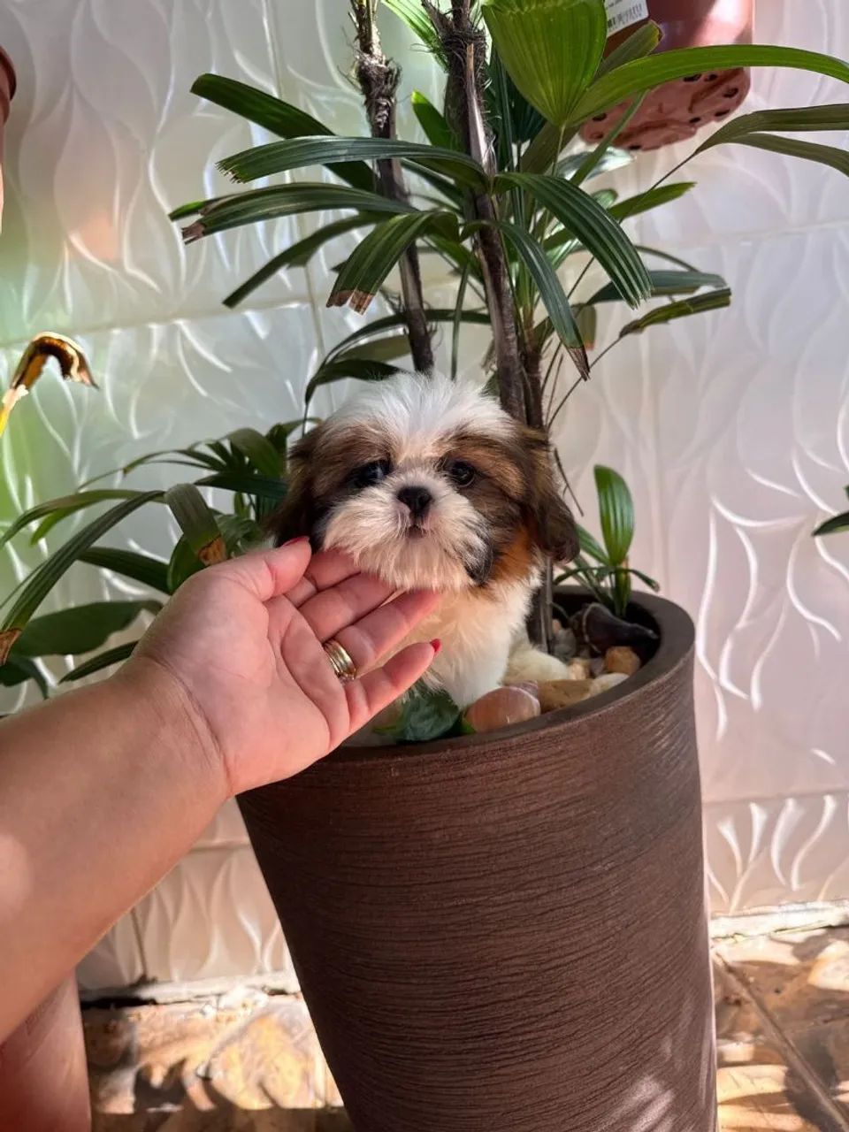 Shih Tzu micro lindinho 