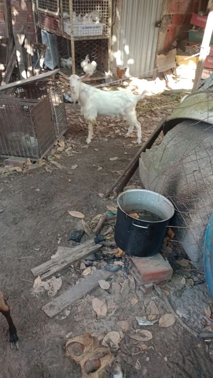Cabra de leite  - Foto 2