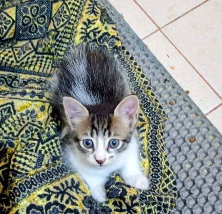 Gatinhos machos, só  restam 2 (ler descrição) - Foto 4