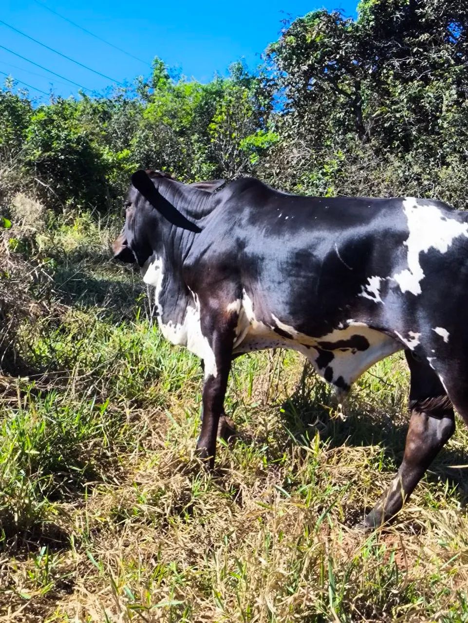 Vacas e novilhas 