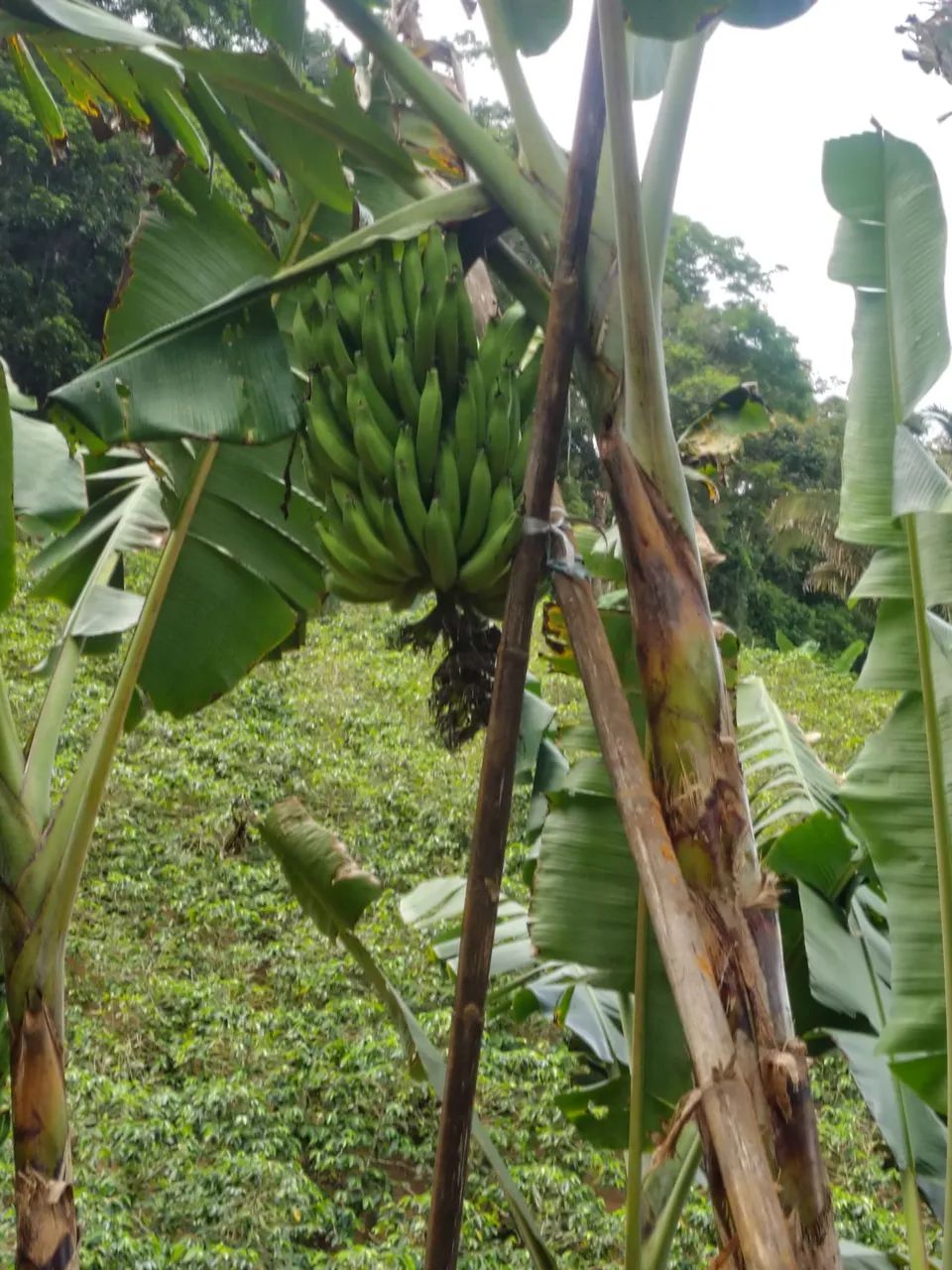 Muda de banana terra  - Foto 4
