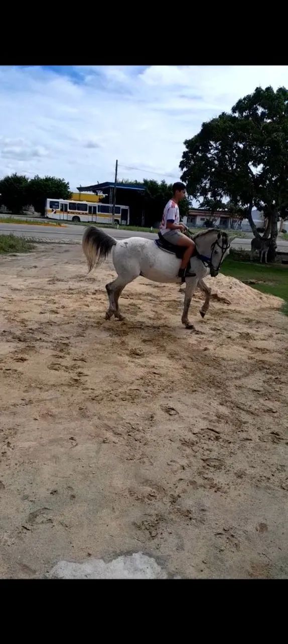 Cavalo 