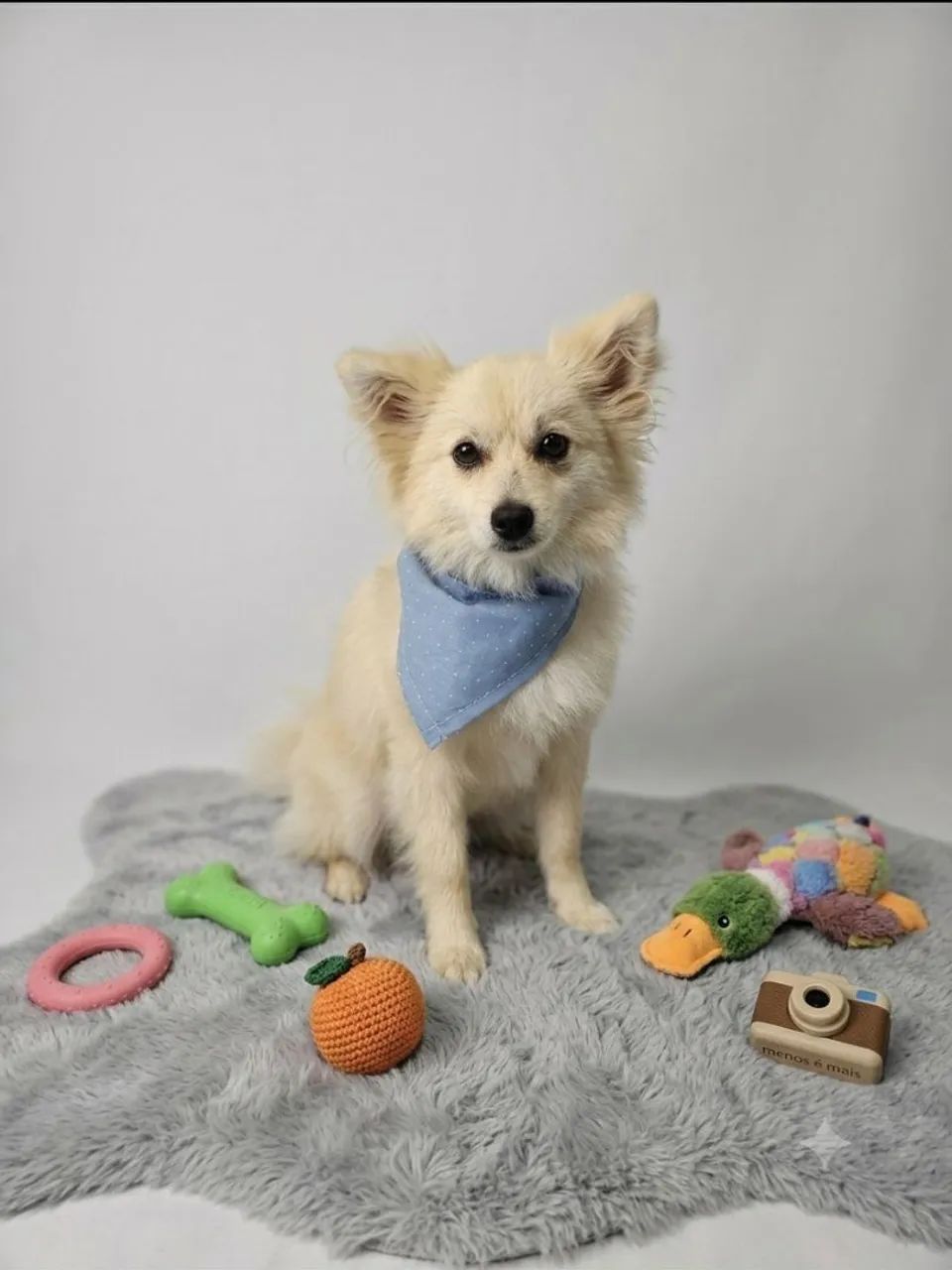 Spitz alemão macho  - Foto 4