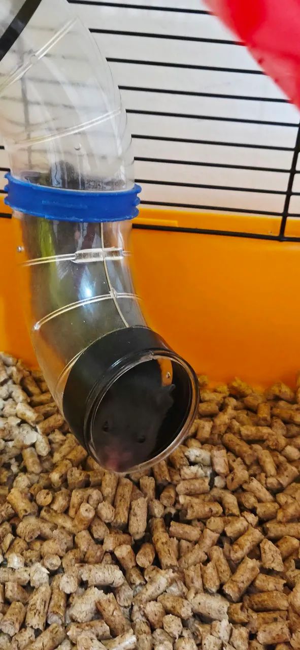 Hamster - Foto 2