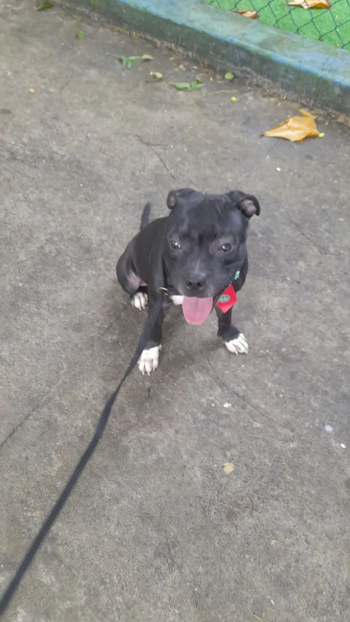 Adestramento de cães  - Foto 4