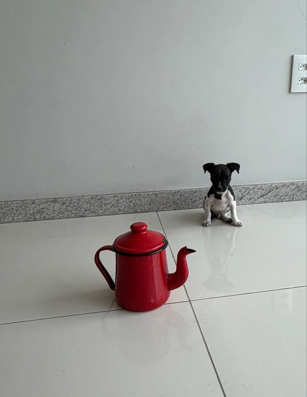 Vendo pinscher zero com 1 