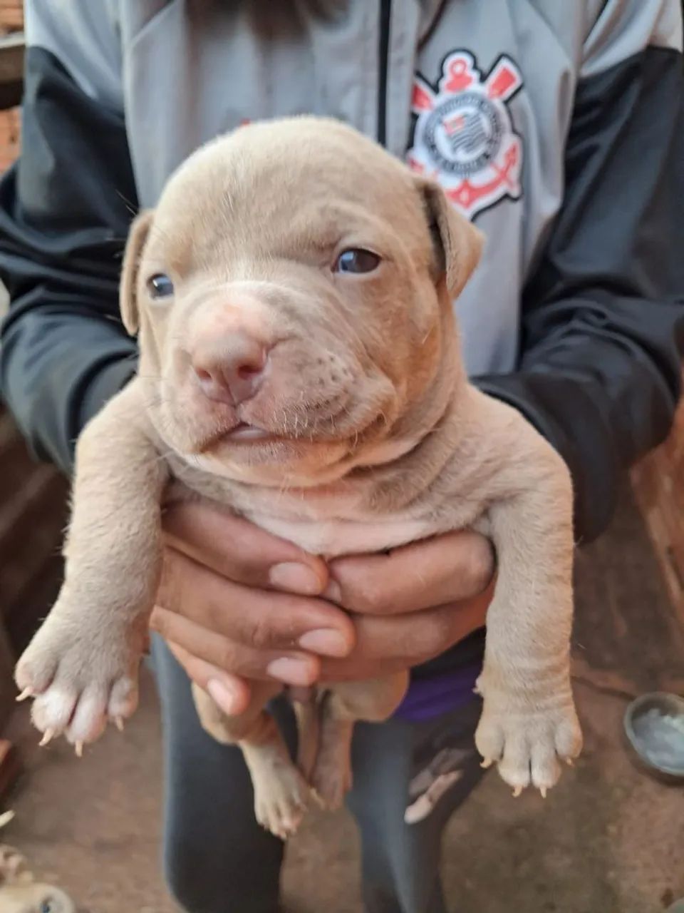 Pitbull  - Foto 4