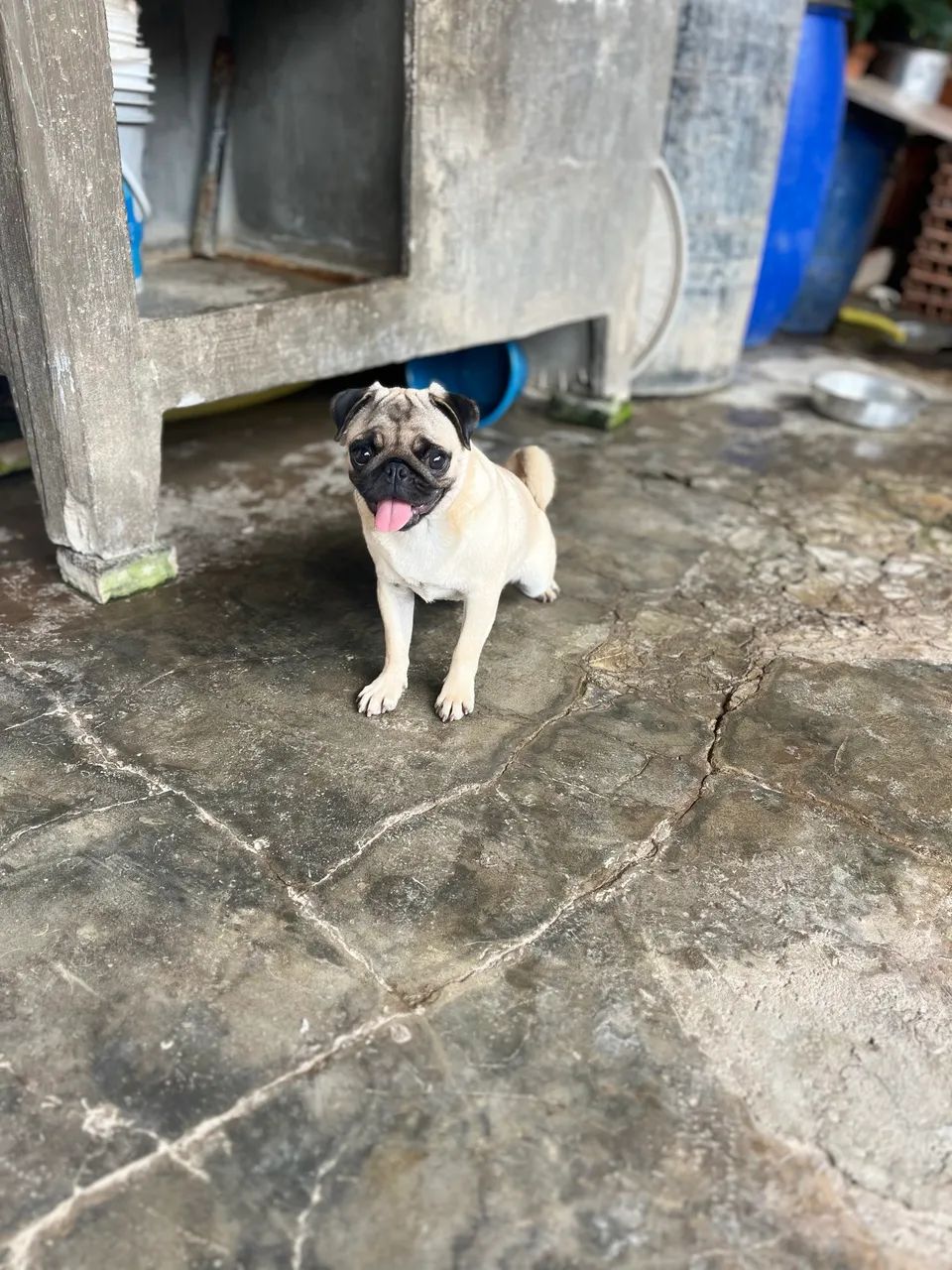 Cachorra Fêmea PUG - Foto 5