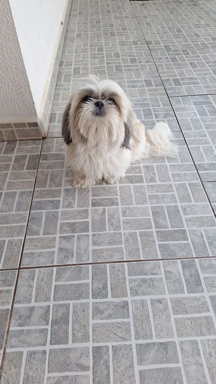 Animal de estimação 