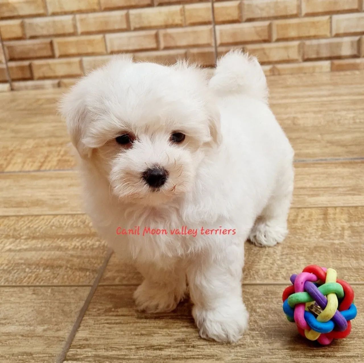 Maltês melhor presente  - Foto 2