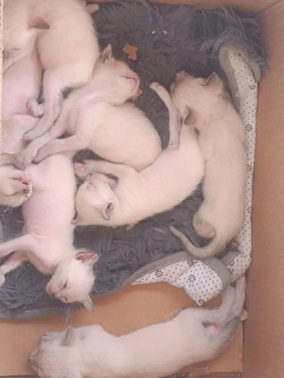 Doação de gatinhos  - Foto 3