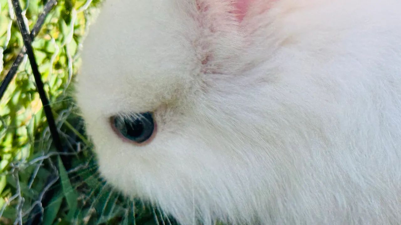 Coelhos 