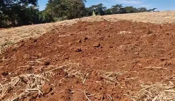 OPORTUNIDADE - TERRA ROXA - 25,80 ALQUEIRES - Foto 4