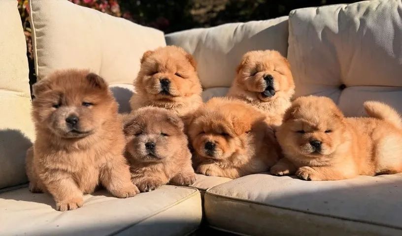 Chow chow disponivel 