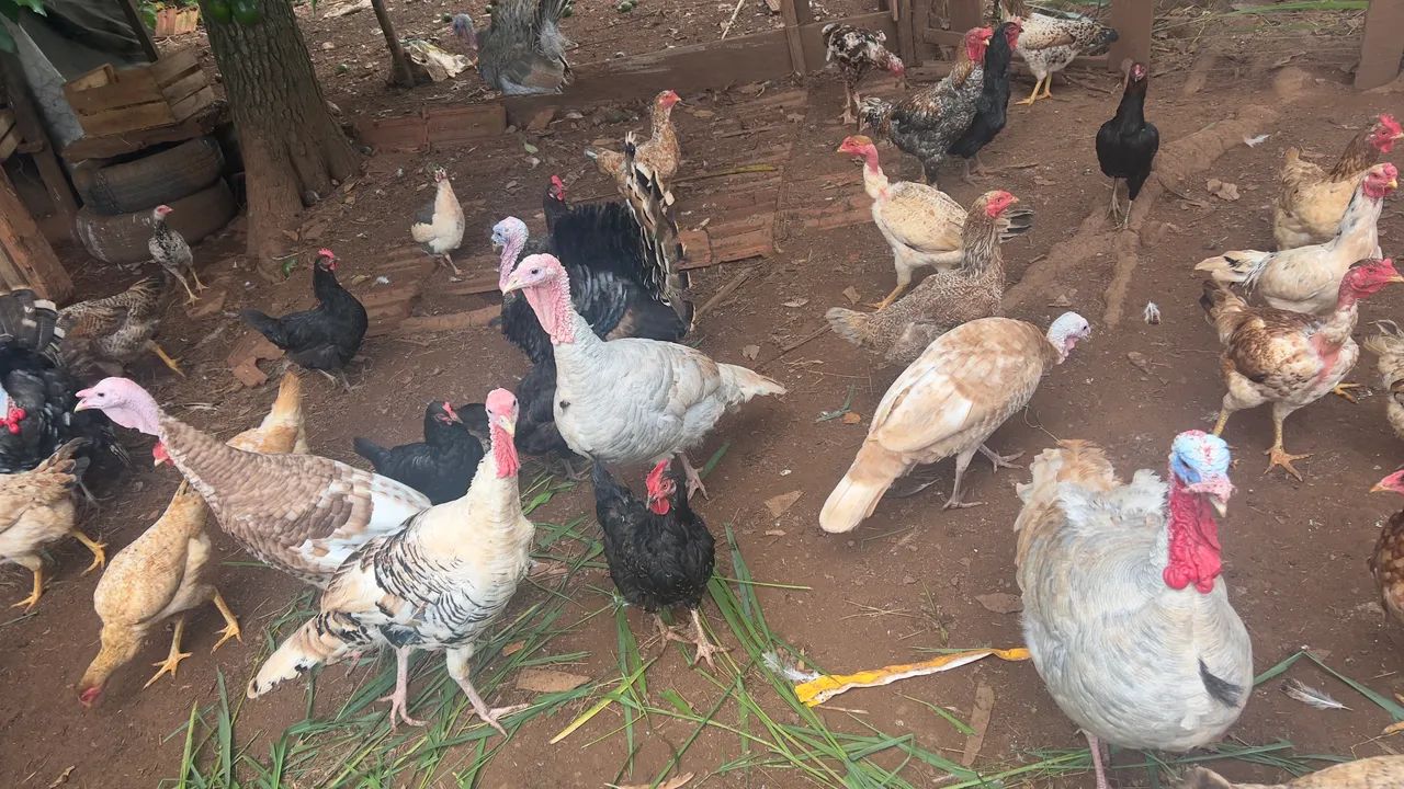 Casais Perus  - Foto 2