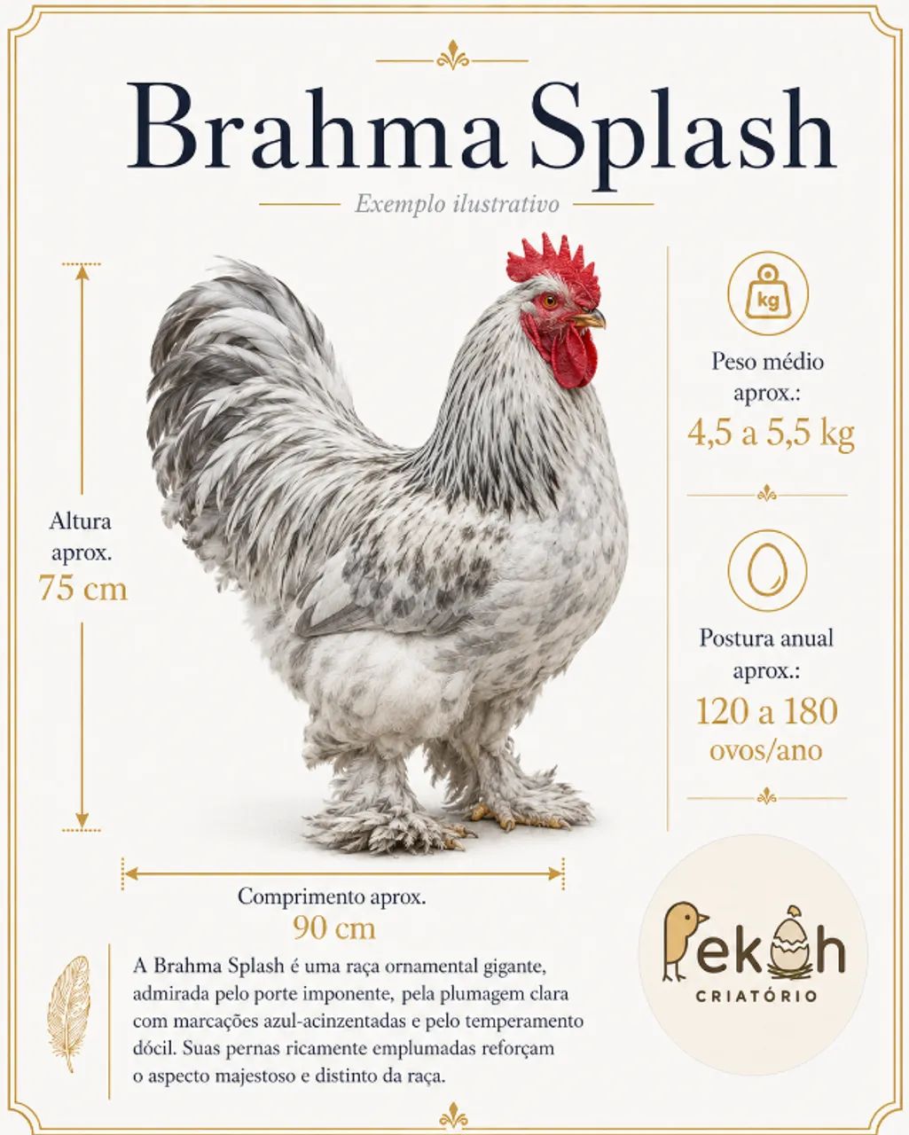 Brahma Splash Galinha - Foto 5