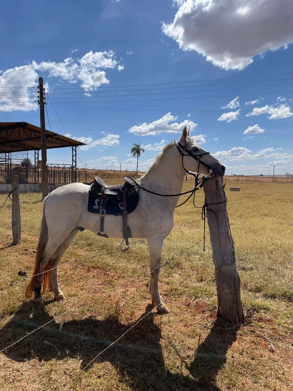 Cavalo mangalarga marchador