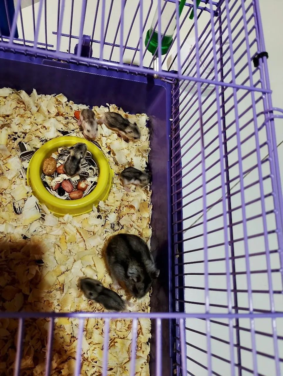 Hamster ruso anão 