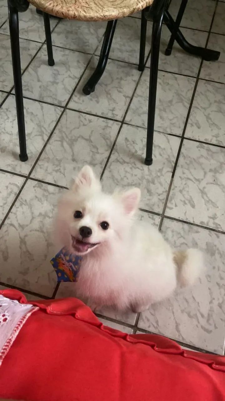Spitz alemão macho  - Foto 5