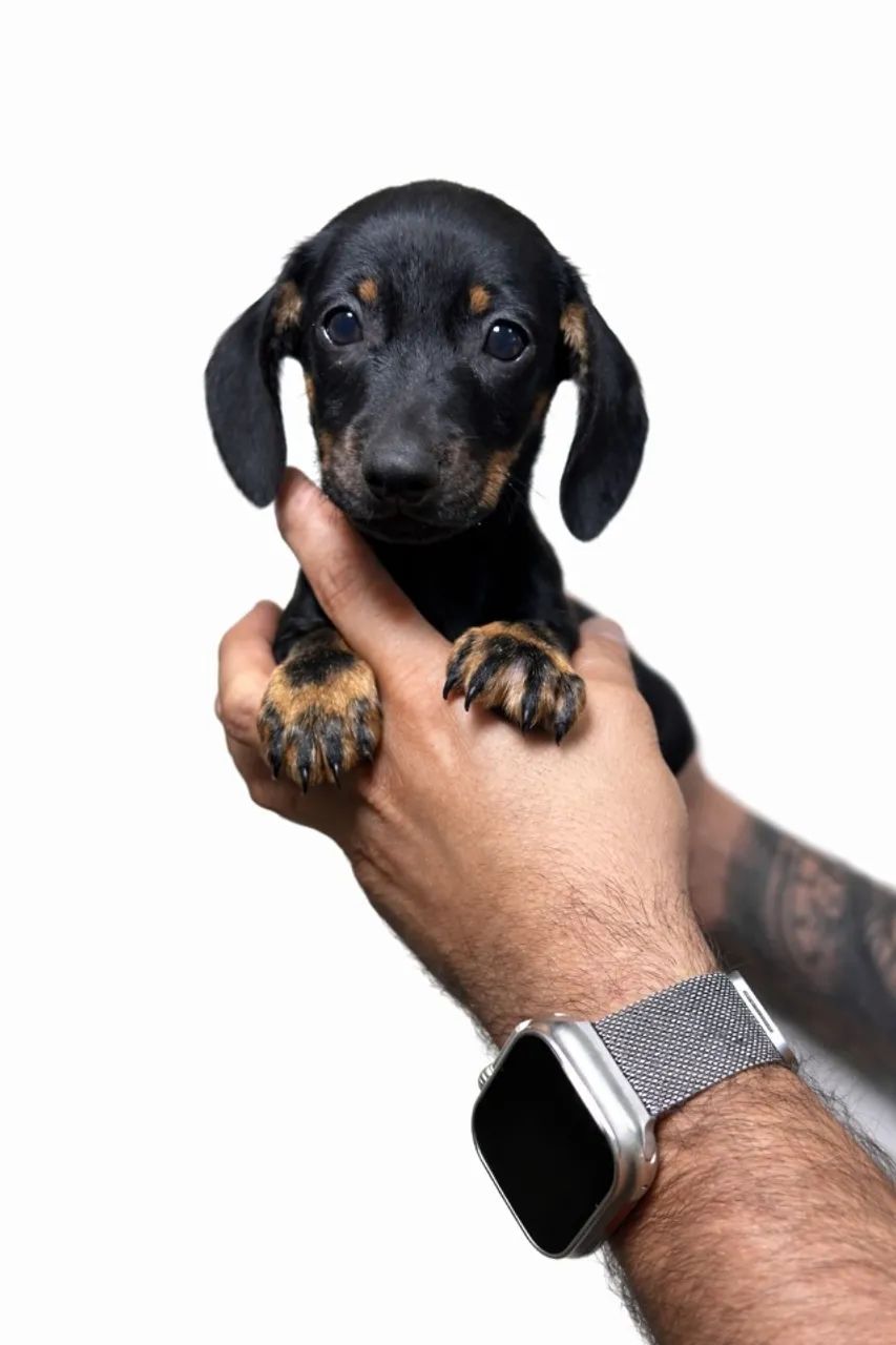 Dachshund com excelente padrão de raça - Foto 2