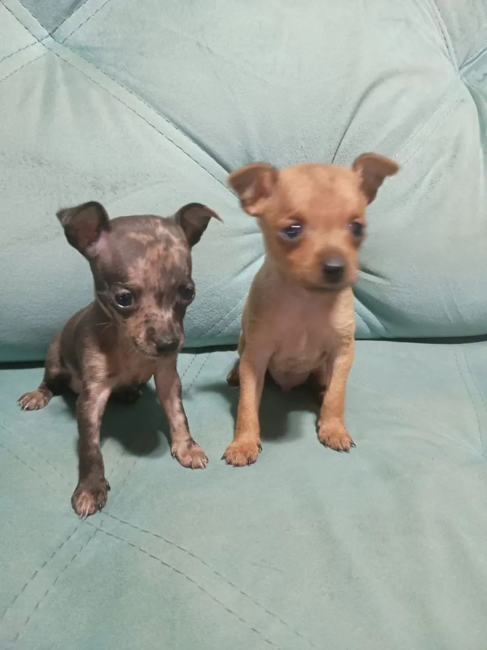 Pinscher zero - Foto 4