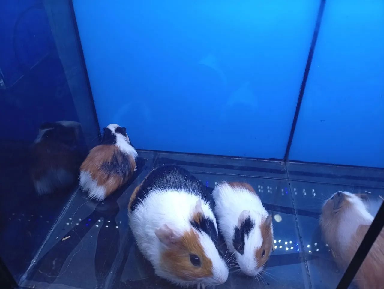 Porquinho da india - Foto 3