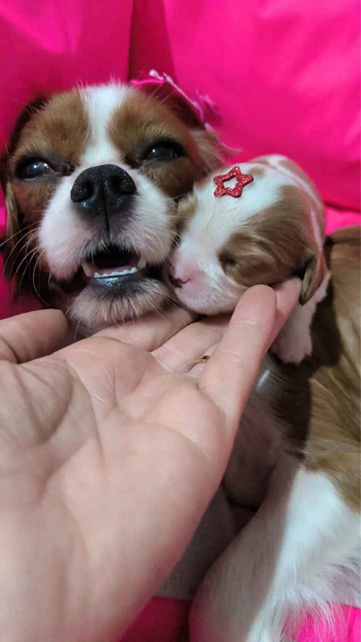 Cavalier king  - Foto 2