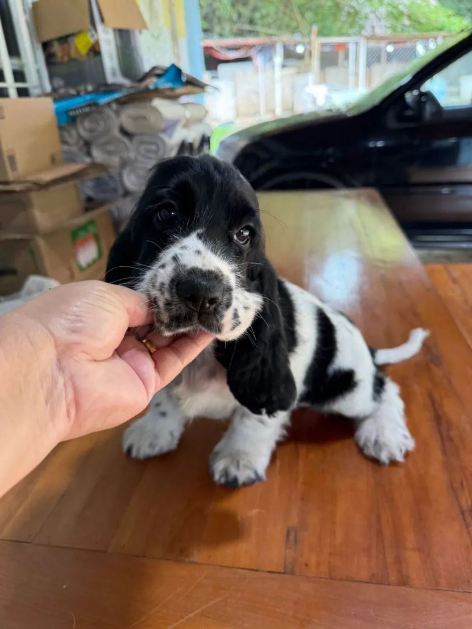Cocker Spaniel macho branco e preto disponíveis  - Foto 4