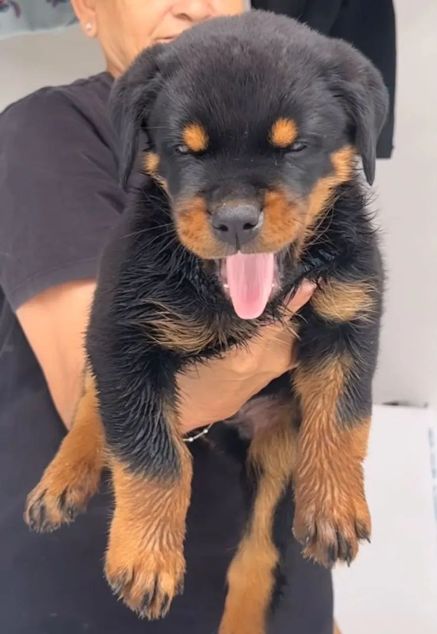 Rottweiler  - Foto 2