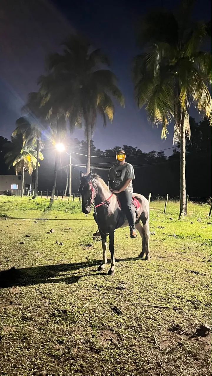 Cavalo Mangalarga MM - Foto 4