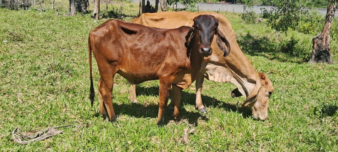 Vendo lote de vacas  - Foto 2