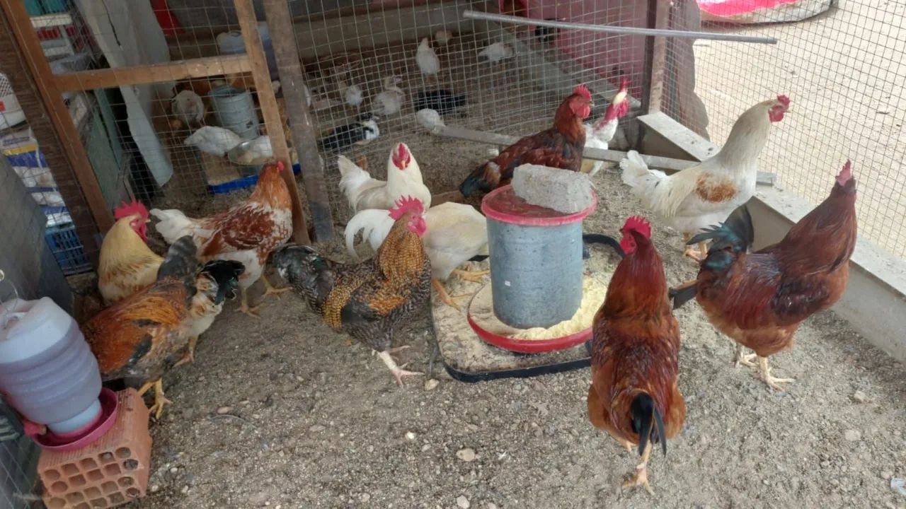 Galinhas d'angola e caipiras  - Foto 4