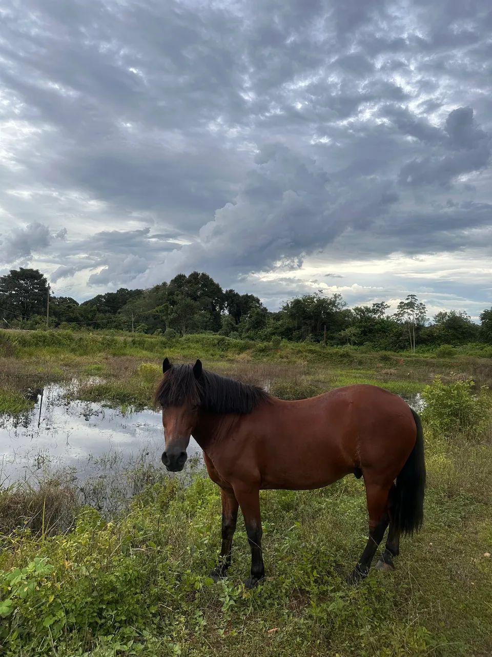 Cavalo petiço  - Foto 5