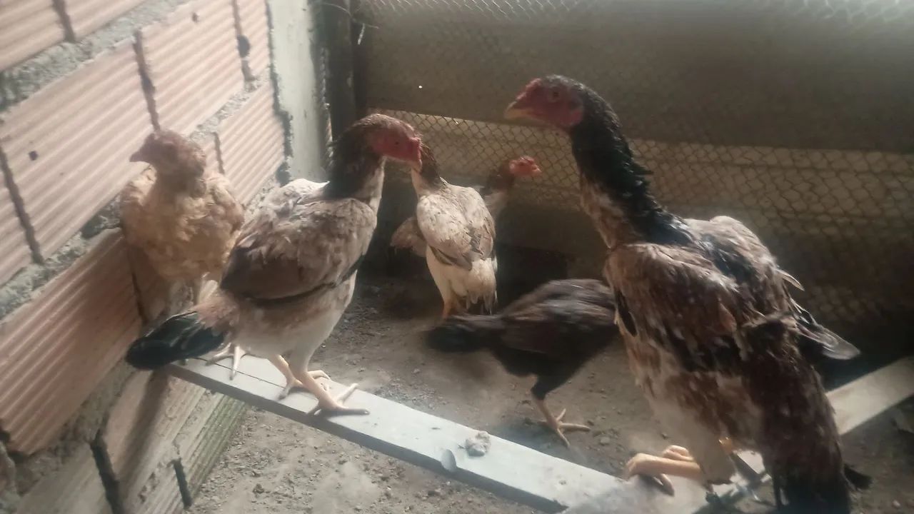Vendo galinhas índia  - Foto 4