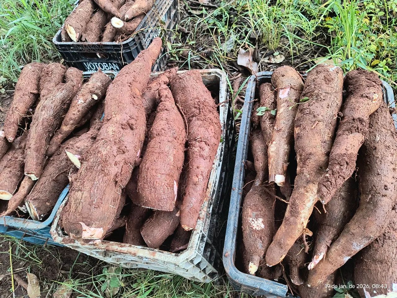 Mandioca amarela com casca  - Foto 3